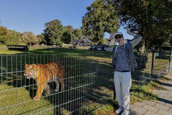 Tijger gespot in kinderboerderij Noordwijk, hoe kan dat?